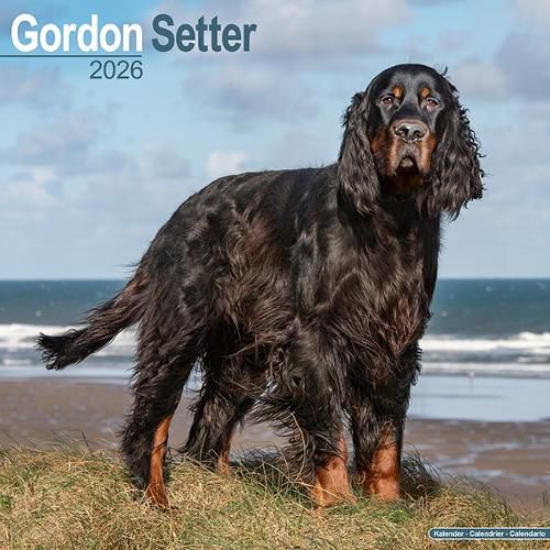 Cover image for Gordon Setter Calendar 2026 Square Dog Breed Wall Calendar - 16 Month