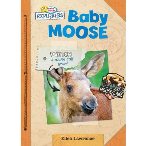 Baby Moose