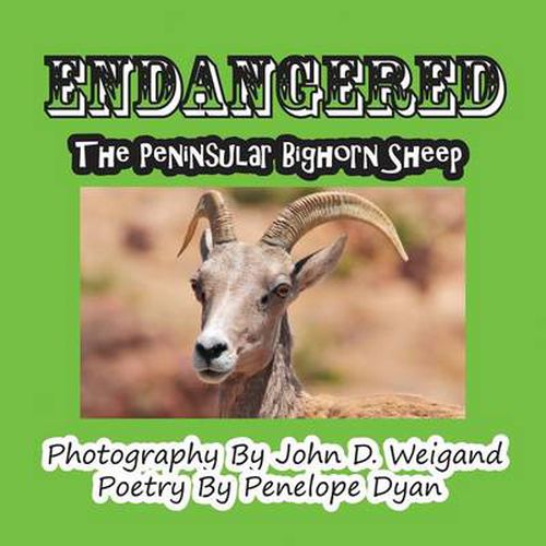 Cover image for Endangered--The Peninsular Bighorn Sheep