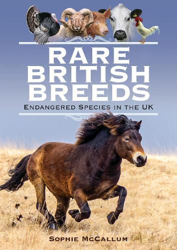 Cover image for Rare British Breeds: Endangered Species in the UK