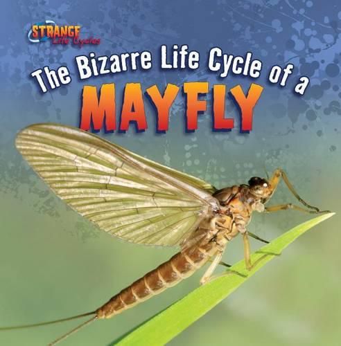 The Bizarre Life Cycle of a Mayfly