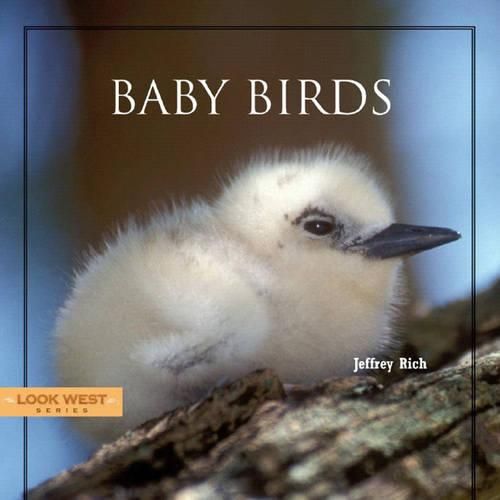 Cover image for Baby Birds