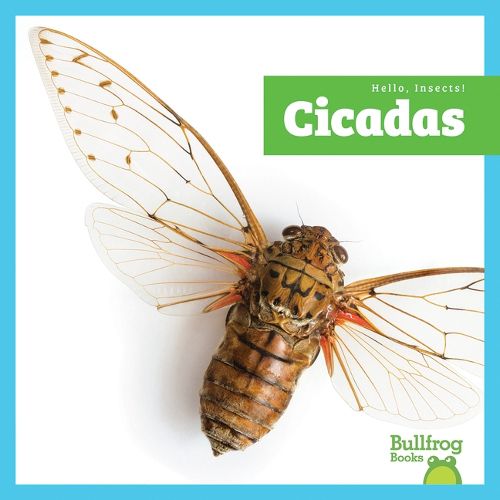 Cover image for Cicadas