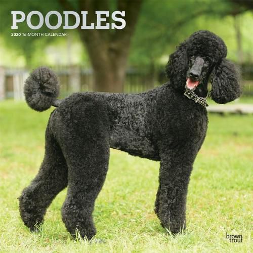 Poodles 2020 Square Wall Calendar