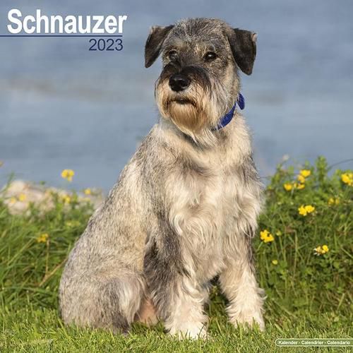 Cover image for Schnauzer (Euro) 2023 Wall Calendar