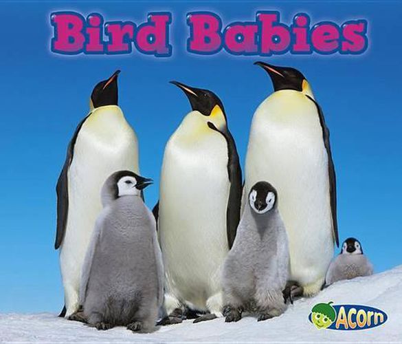 Bird Babies (Animal Babies)