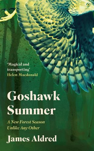 Goshawk Summer