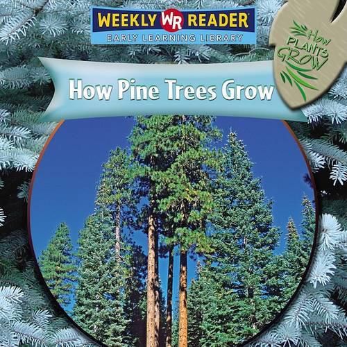 How Pine Trees Grow