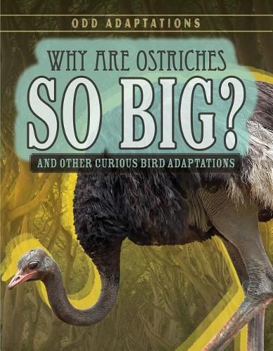 Cover image for Why Are Ostriches So Big?: And Other Curious Bird Adaptations