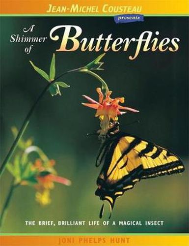 Cover image for A Shimmer of Butterflies: The Brief, Brilliant Life of a Magical Insect