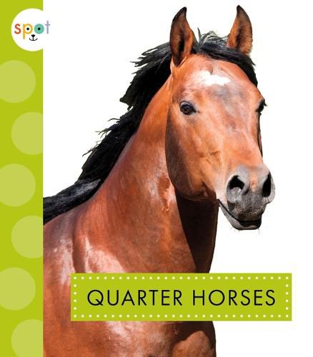 Cover image for Quarter Horses