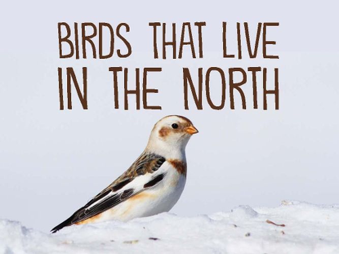 Birds That Live in the North: English Edition