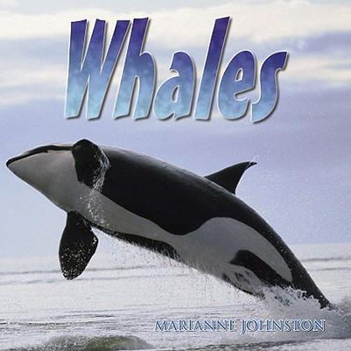 Cover image for Whales