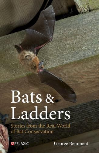 Cover image for Bats & Ladders