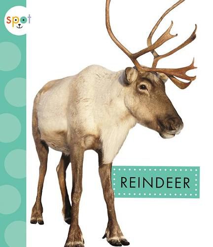 Cover image for Reindeer