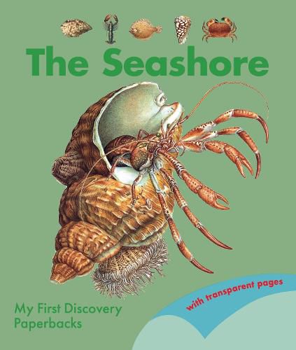 Cover image for The Seashore