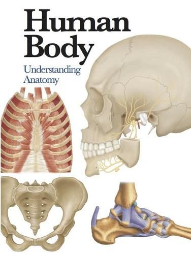 Cover image for Human Body: Understanding Anatomy