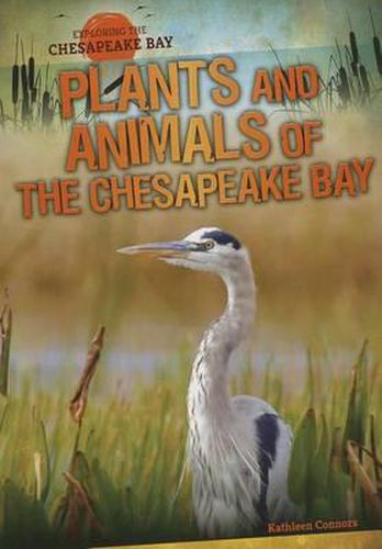 Cover image for Plants and Animals of the Chesapeake Bay