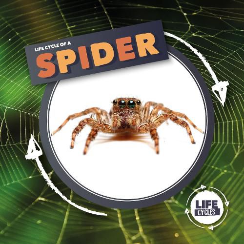 Cover image for Life Cycle Of A Spider