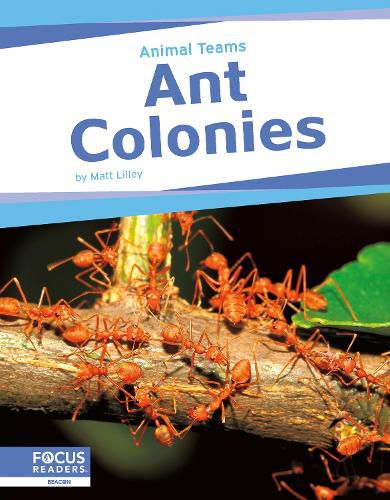 Cover image for Ant Colonies