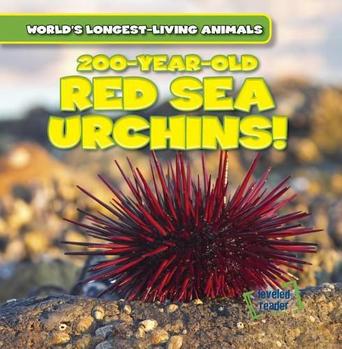 Cover image for 200-Year-Old Red Sea Urchins!