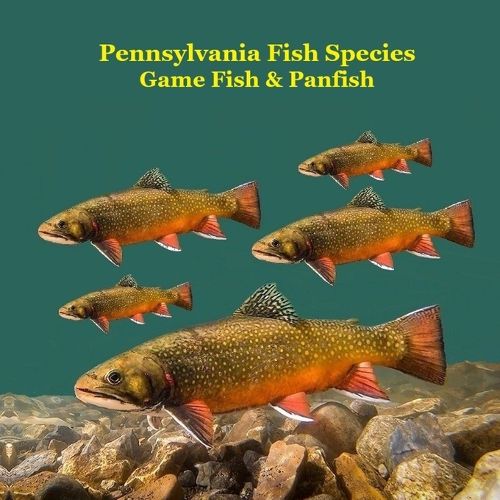 Cover image for Pennsylvania Game Fish and Panfish Species Kids Book