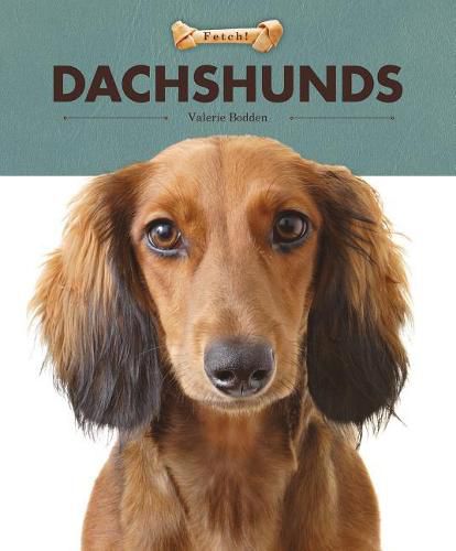 Cover image for Dachshunds