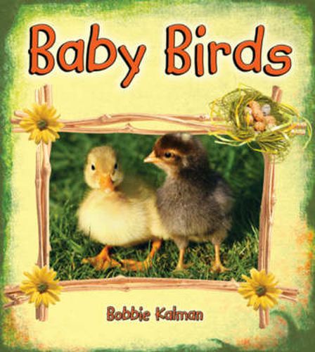 Cover image for Baby Birds