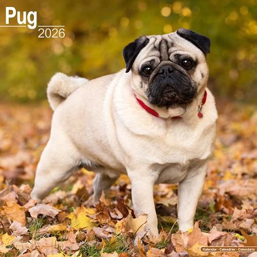 Cover image for Pug Calendar 2026 Square Dog Breed Wall Calendar - 16 Month