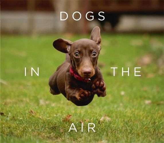 Cover image for Dogs in the Air