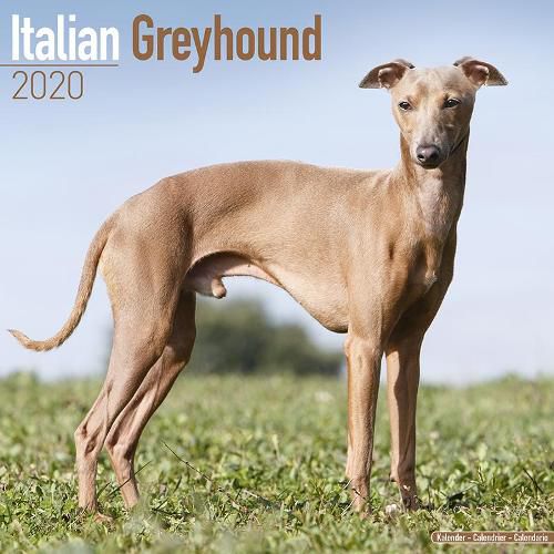 Cover image for Italian Greyhound Calendar 2020