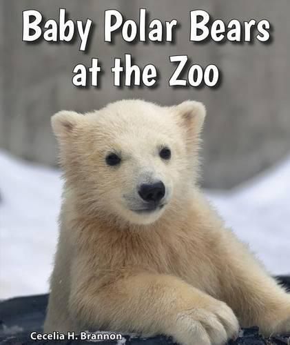 Cover image for Baby Polar Bears at the Zoo