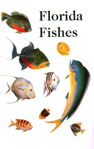 Cover image for Saltwater Florida Fishes