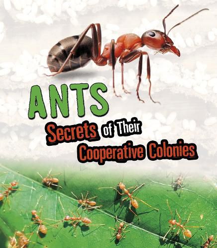 Ants: Secrets of Their Cooperative Colonies