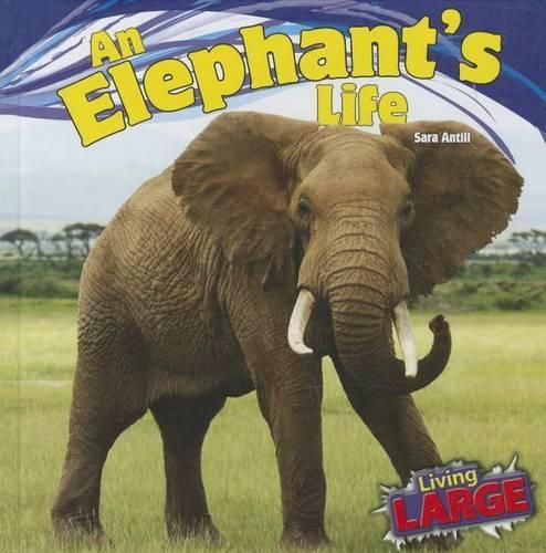 Cover image for An Elephant's Life