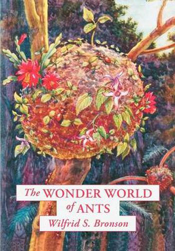 Cover image for The Wonder World of Ants