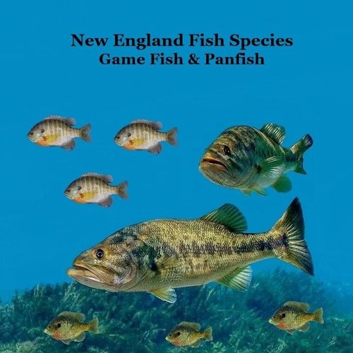 Cover image for New England Game Fish and Panfish Species Kids Book