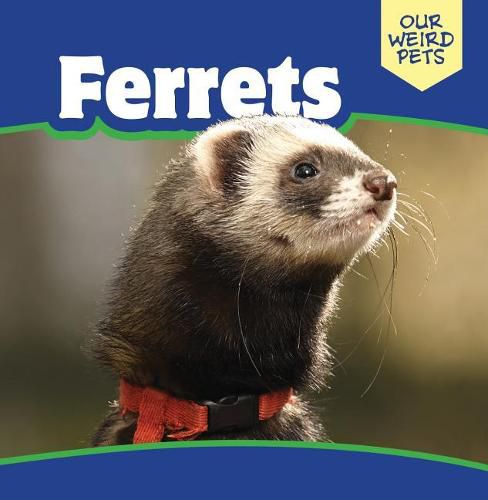 Cover image for Ferrets