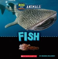 Cover image for Big and Small: Fish (Wild World)