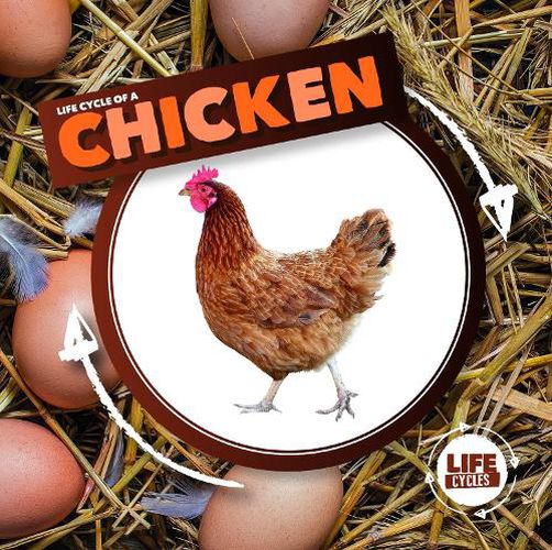 Cover image for Life Cycle of a Chicken