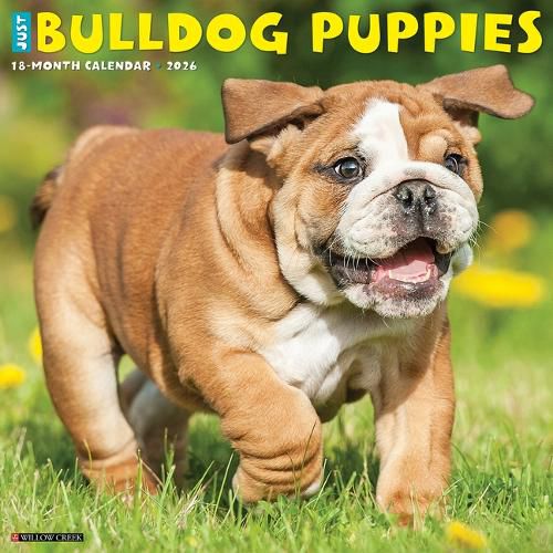 Cover image for Bulldog Puppies 2026 12 X 12 Wall Calendar