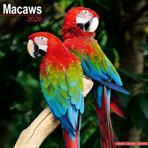 Cover image for Macaws Calendar 2026 Square Bird Wall Calendar - 16 Month