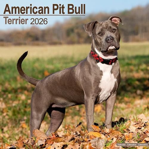 Cover image for American Pit Bull Terrier Calendar 2026 Square Dog Breed Wall Calendar - 16 Month