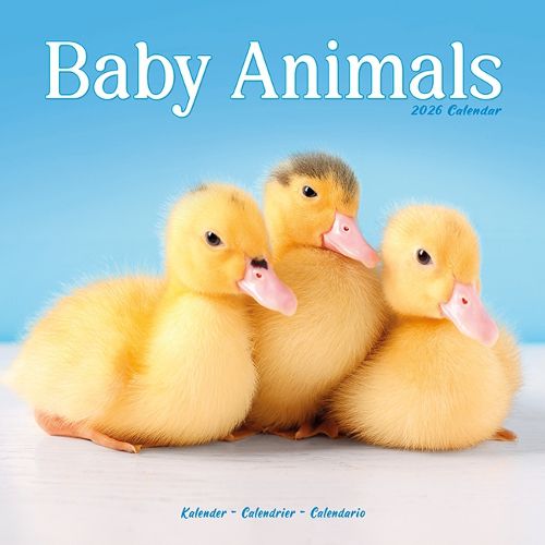 Cover image for Baby Animals Calendar 2026 Square Animal Wall Calendar - 16 Month