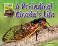 Cover image for A Periodical Cicada's Life