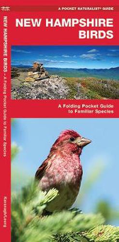 Cover image for New Hampshire Birds: A Folding Pocket Guide to Familiar Species