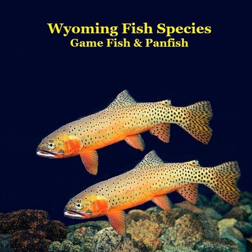 Cover image for Wyoming Game Fish and Panfish Species Kids Book