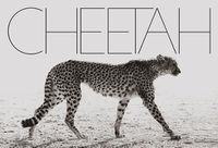 Cover image for Cheetah