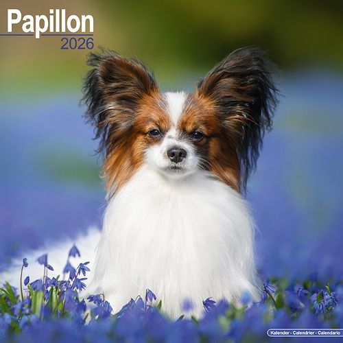 Cover image for Papillon Calendar 2026 Square Dog Breed Wall Calendar - 16 Month