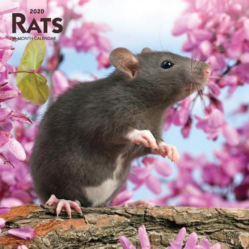 Rats 2020 Square Wall Calendar